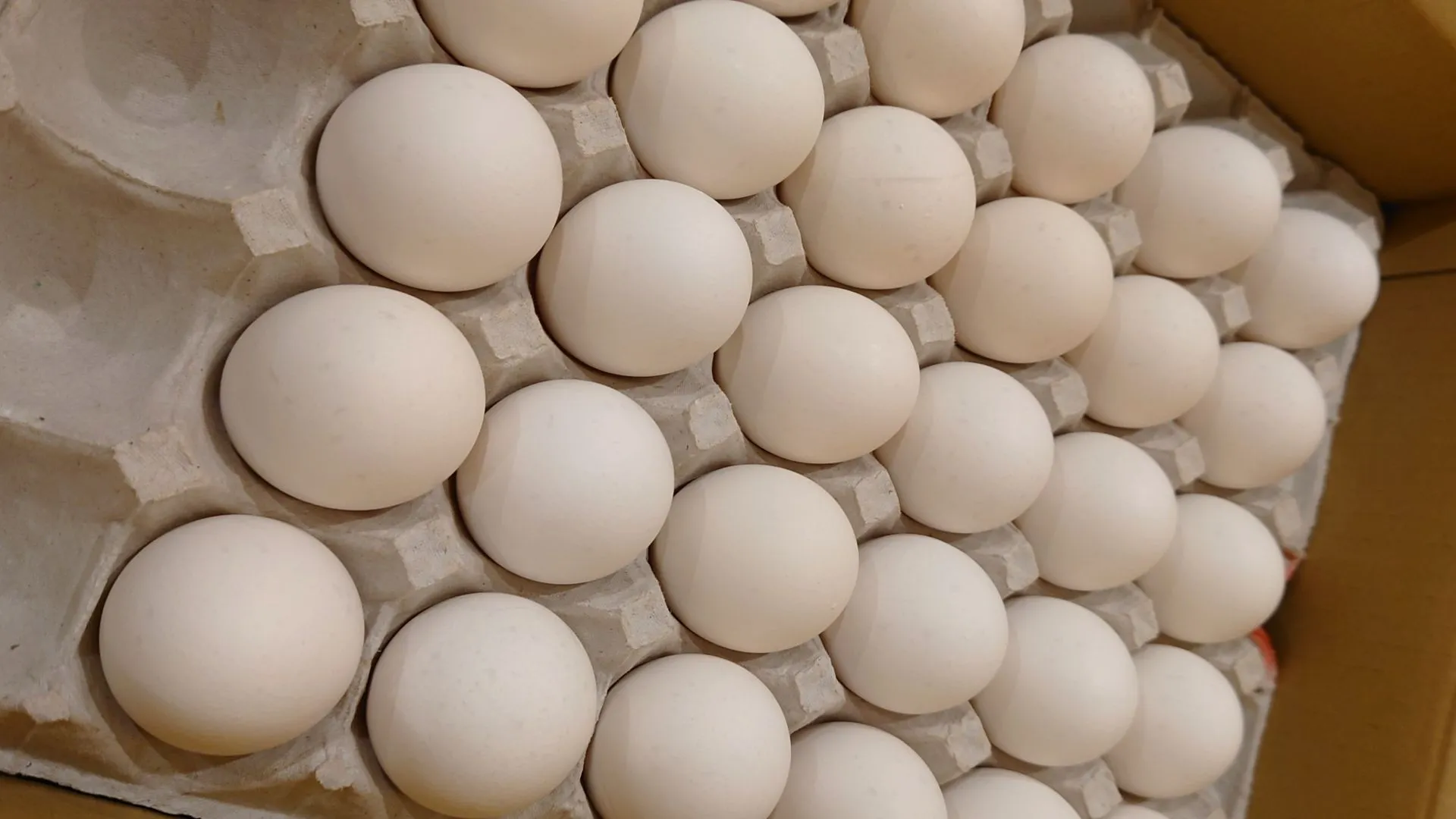 Bizen Egg Photo 