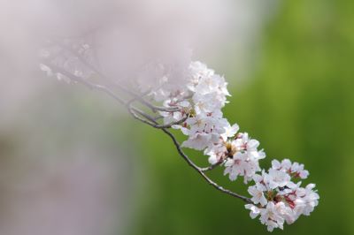 Title：桜