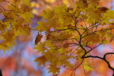 Title：紅葉
