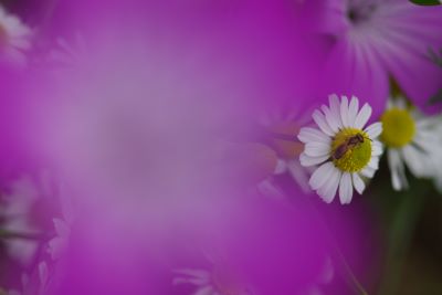 Title：白い花